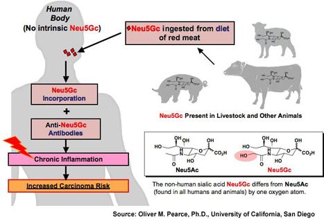 Neu5Gc in Red Meat and Organs may pose a significant health hazard ...