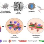 Myocardial Infarction, the number one cause of Sudden Death, may be treated by Modulating the Immune Response